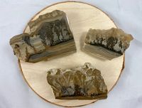 Versteinerte Algen (Stromatolith)