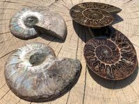 Ammonitenvierer